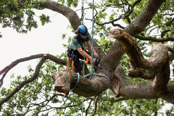 How Our Tree Care Process Works  in  Hydro, OK